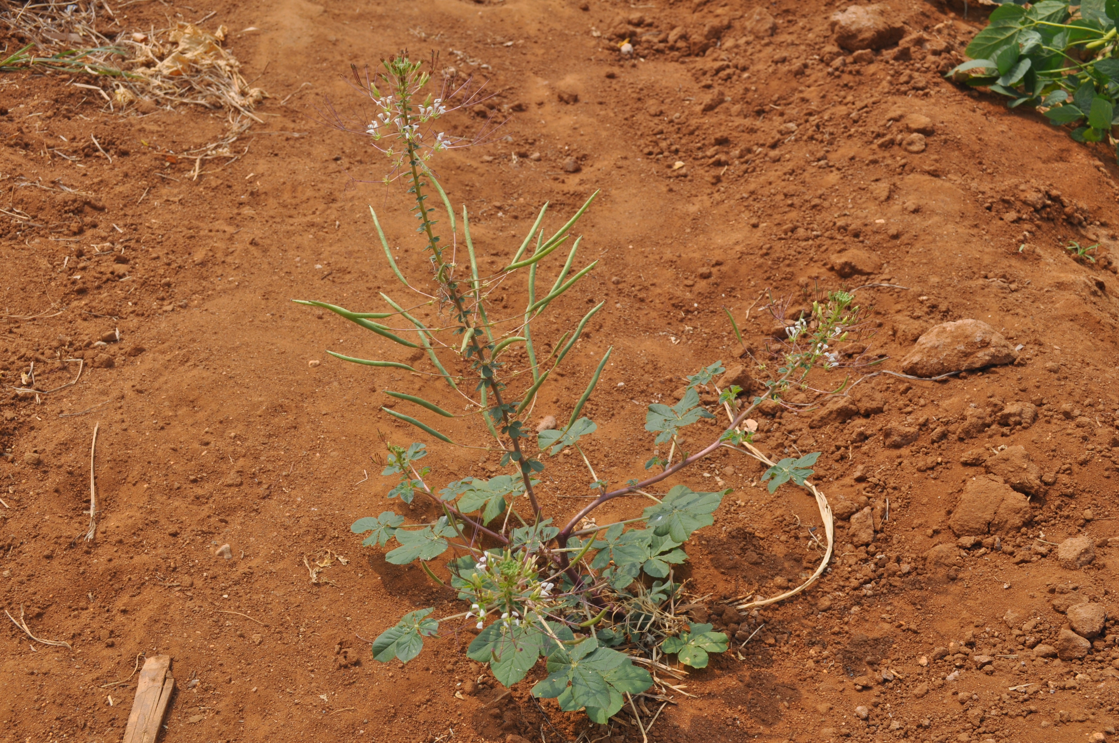 Cleome gynandra